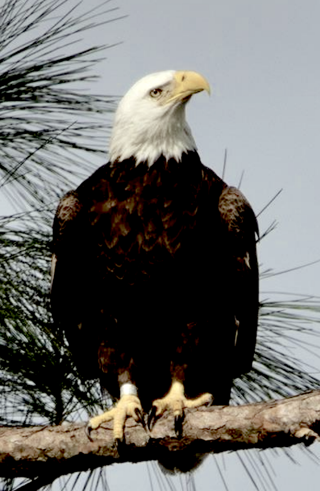 Bald Eagle