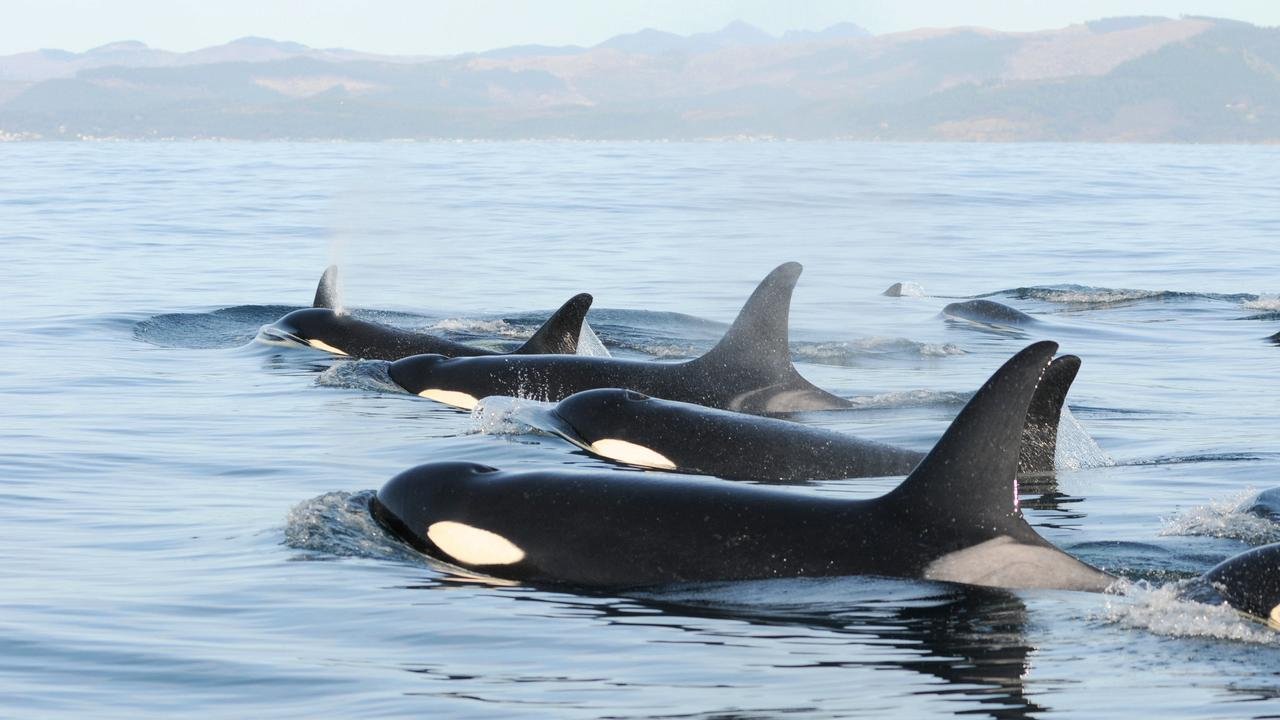Orcas